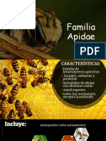 Apidae PDF
