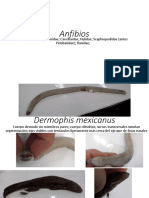 Anfibios, Testudinos, Lagartijos y Serpientes