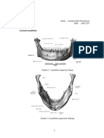 Anatomi mandibula