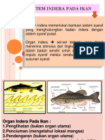 Sistem Indera Pada Ikan