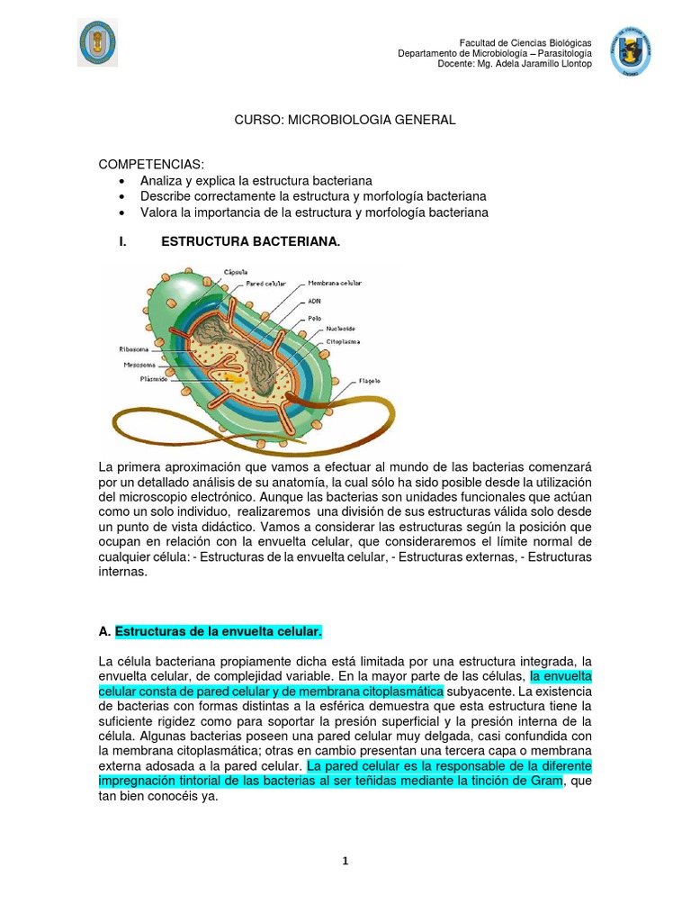 Estructura y morfología bacteriana | PDF | Las bacterias | Biología ...