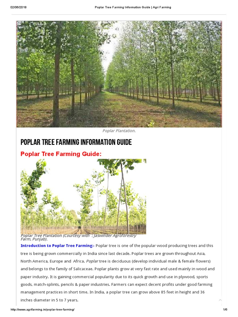 Poplar Tree Farming Information Guide Agri Farming PDF PDF Plant