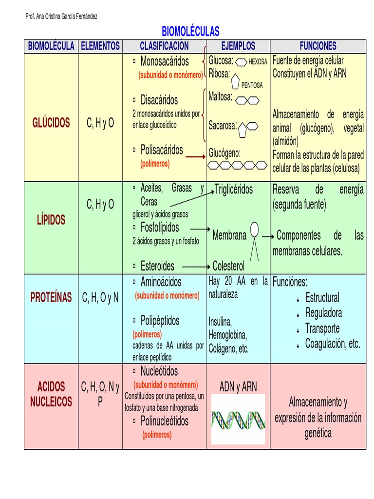 BiomolÉculas Cuadro Comparativo Biomoléculas Biología estructural