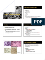 15 Corynebacterium