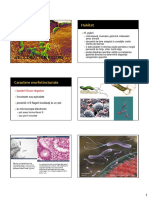 17 Helicobacter PDF