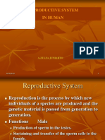 Reproduction System Male and Female