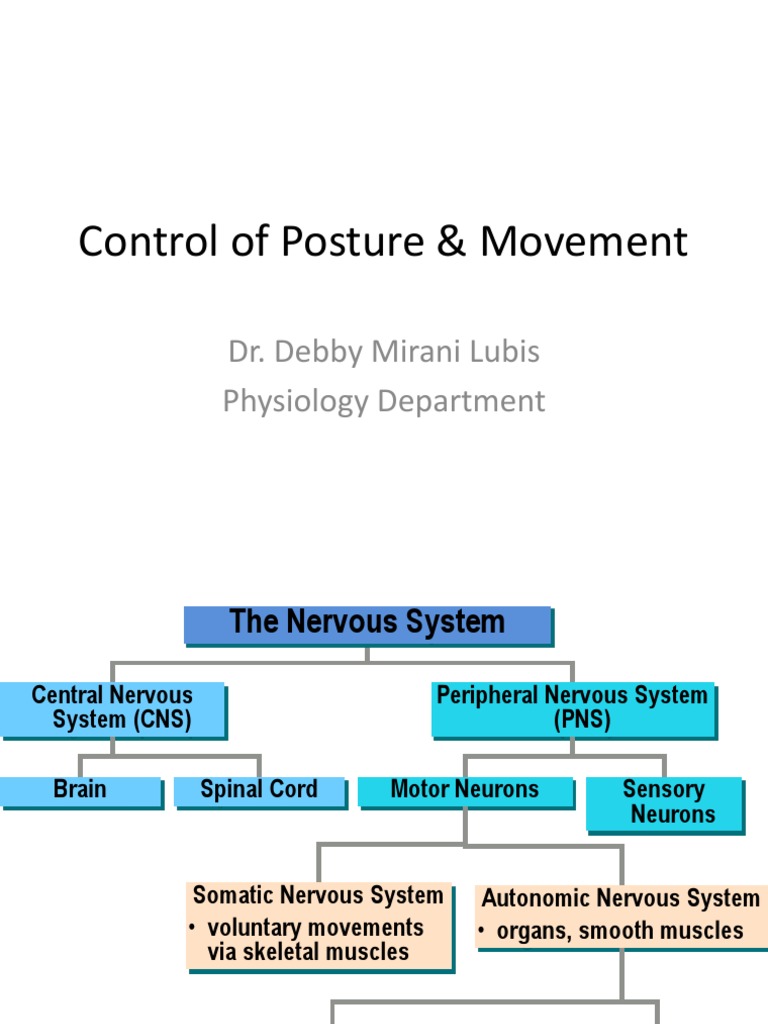 Control of Posture & Movement-Blok15 | PDF | Motor Neuron | Cerebellum