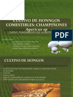 Tema Champiñon