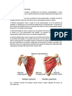 Anatomía del manguito rotador