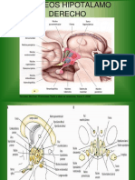 Funciones Del Hipotalamo