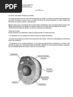 Celula 1 Guia Aprendizaje 5to Basico