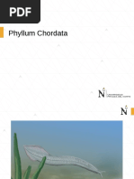 Chordata
