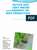 EFFECTIVE AND EFFICIENT WATER MANAGEMENT ON RICE PRODUCTION.pptx