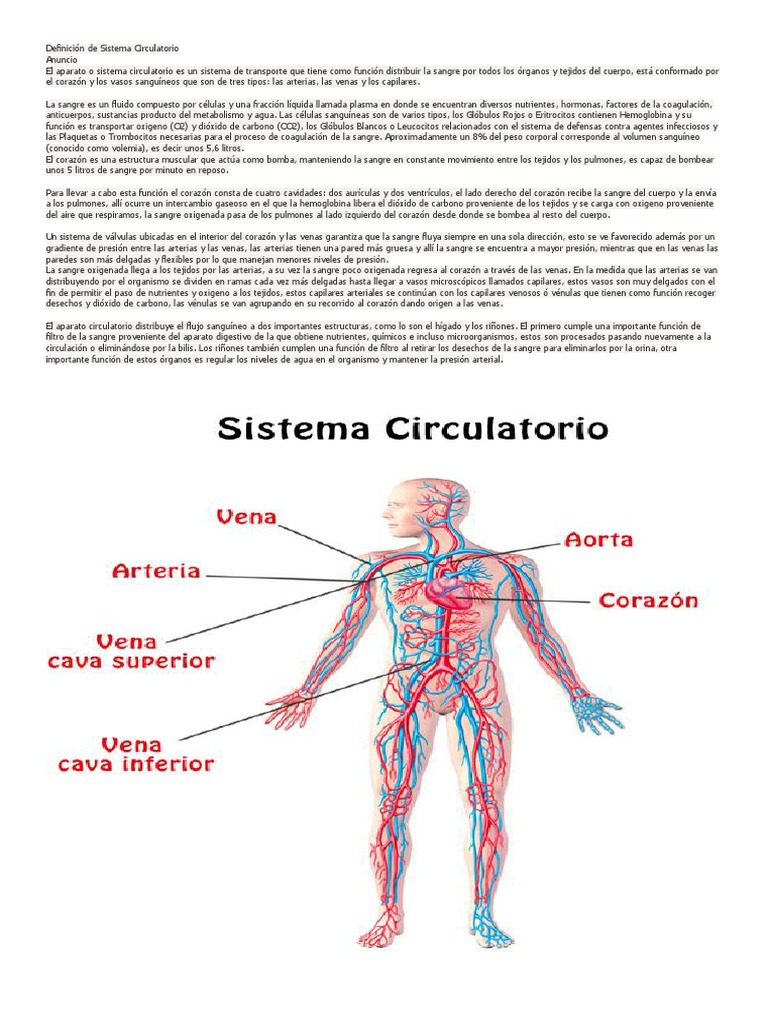 Definición de Sistema Circulatorio | PDF | Sangre | Sistema circulatorio