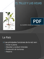 LA RAÍZ, EL TALLO Y LAS HOJAS.pdf