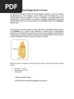 Estructura y Morfologia de Los Cereales(ARTICULO UNAM)