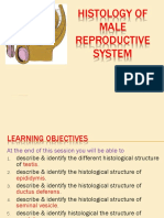 Histology of Male Reproductive System: DR G M Kibria UPNM-2 24.4.13