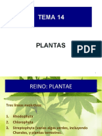 BG 14 Reino Plantae