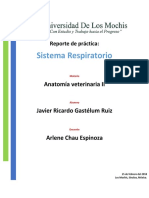 Sistema Respiratorio