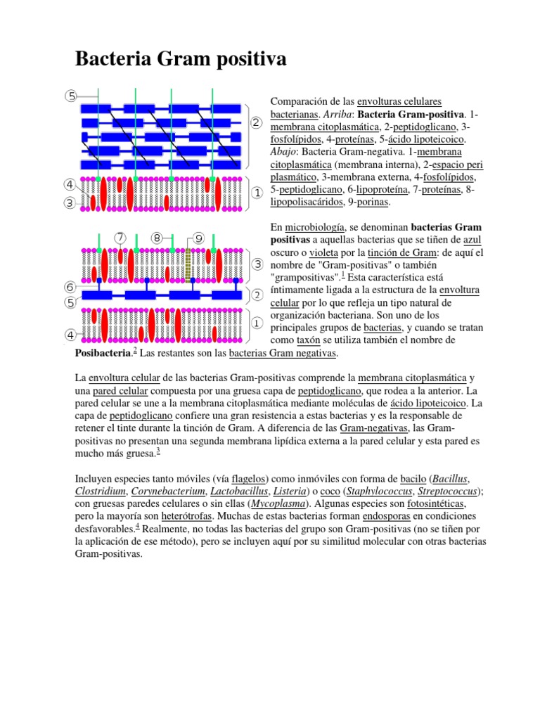 Bacteria Gram Positiva | PDF | Bacterias Gram Positivas | Patologia clinica