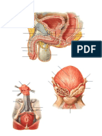 exercício-de-apontar-genital-masculino.doc