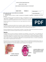 Ingestic3b3n Digestic3b3n y Absorcic3b3n en El Ser Humano PDF
