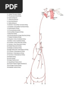 Download Upper Extremity Arteries and Veins by Infinity4534 SN38281185 doc pdf