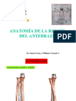 Anatomía de La Región Del Antebrazo: Dr. Santos Graus y Williams Cruzado V