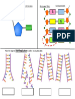 DNA Replica On: Structure of A Nucleotide