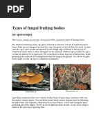 Download Types of Fungal Fruiting Bodies by Caesar Bruno SN38286023 doc pdf