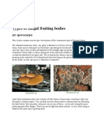 Types of Fungal Fruiting Bodies