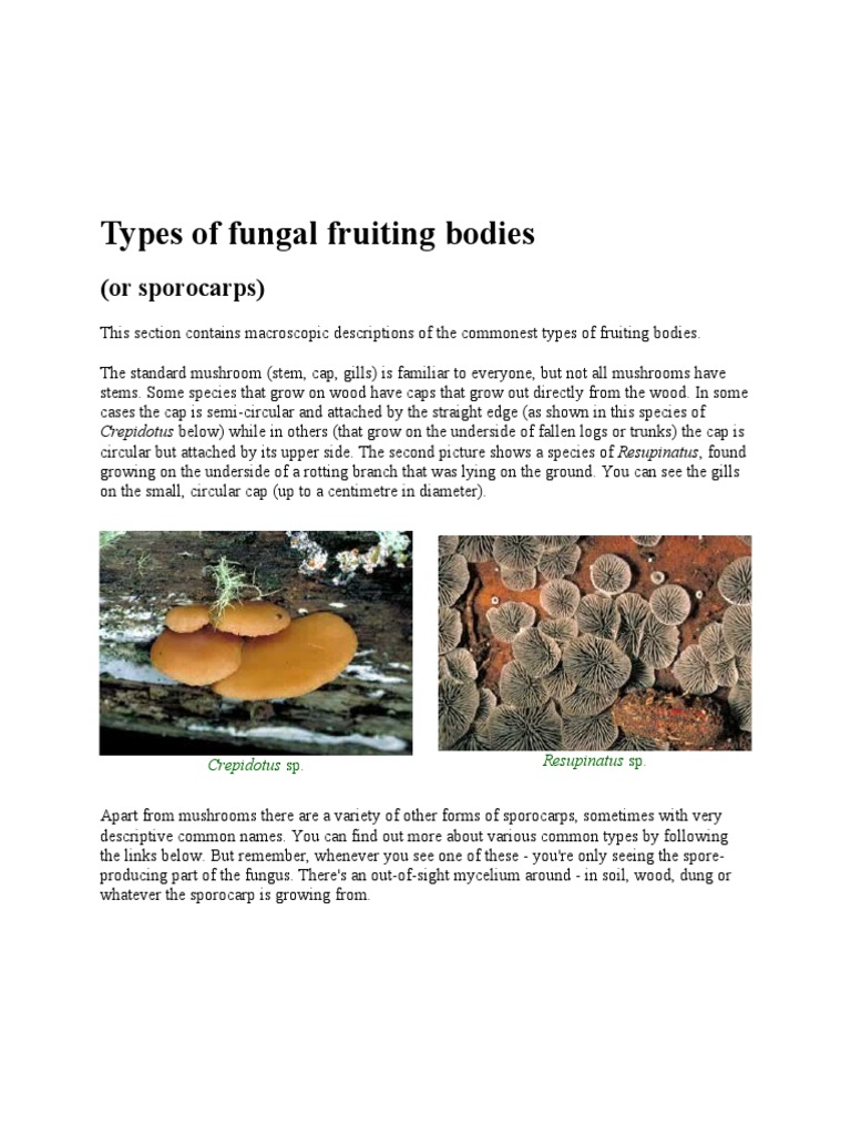 Types of Fungal Fruiting Bodies Fungus Mycology