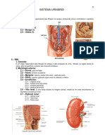 12.sistema_urinario.pdf