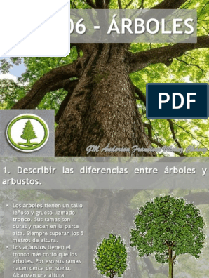 En006 Arboles | PDF | Hoja | Tallo de la planta
