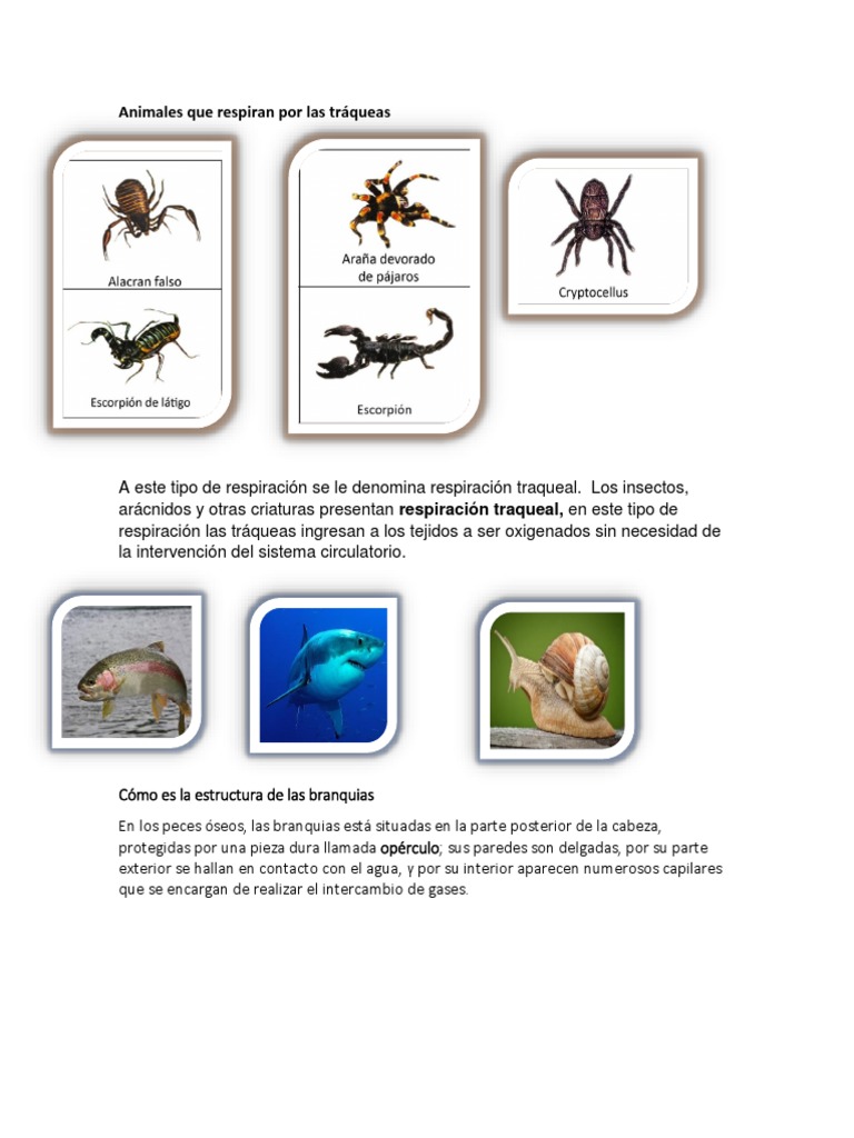 Animales Que Respiran Por Las Tráqueas PDF