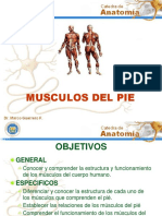 Músculos Del Pie