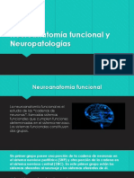 Neuroanatomía