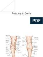 Anatomy of Cruris