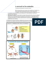 Reproducción asexual en los animales.docx