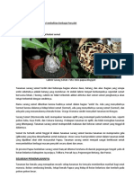 Download Benalu Sarang Semut Papua Nongon by budivinola SN38299143 doc pdf