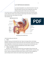 Alat Reproduksi Manusia (Tini)