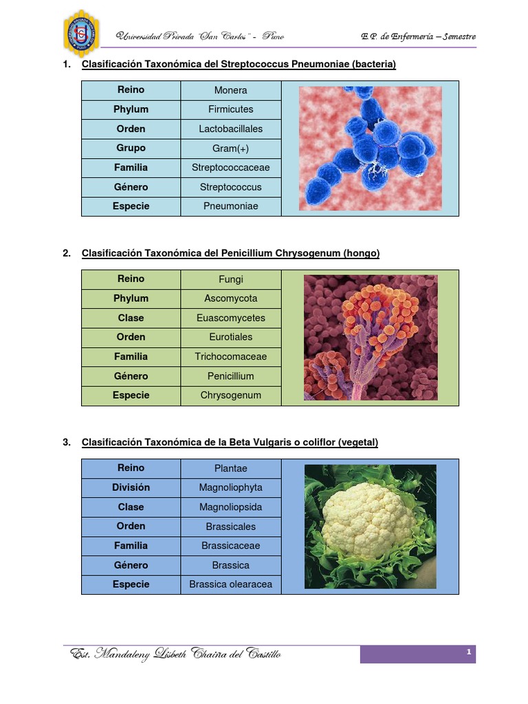 Trabajo N 01 de Taxonomia | PDF | Taxa | Clasificación biológica