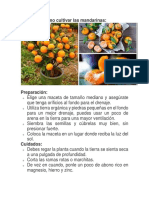 Cómo Cultivar Las Mandarinas