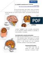 Lectura Cerebro Organizacion y Funciones PDF