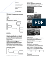 Abordaje Dx del dolor abdominal agudo.docx