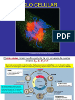 Ciclo Celular PDF