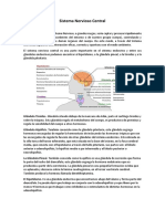 Sistema Nervioso Central