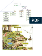 4to Basico Dibujos Ecosistemas