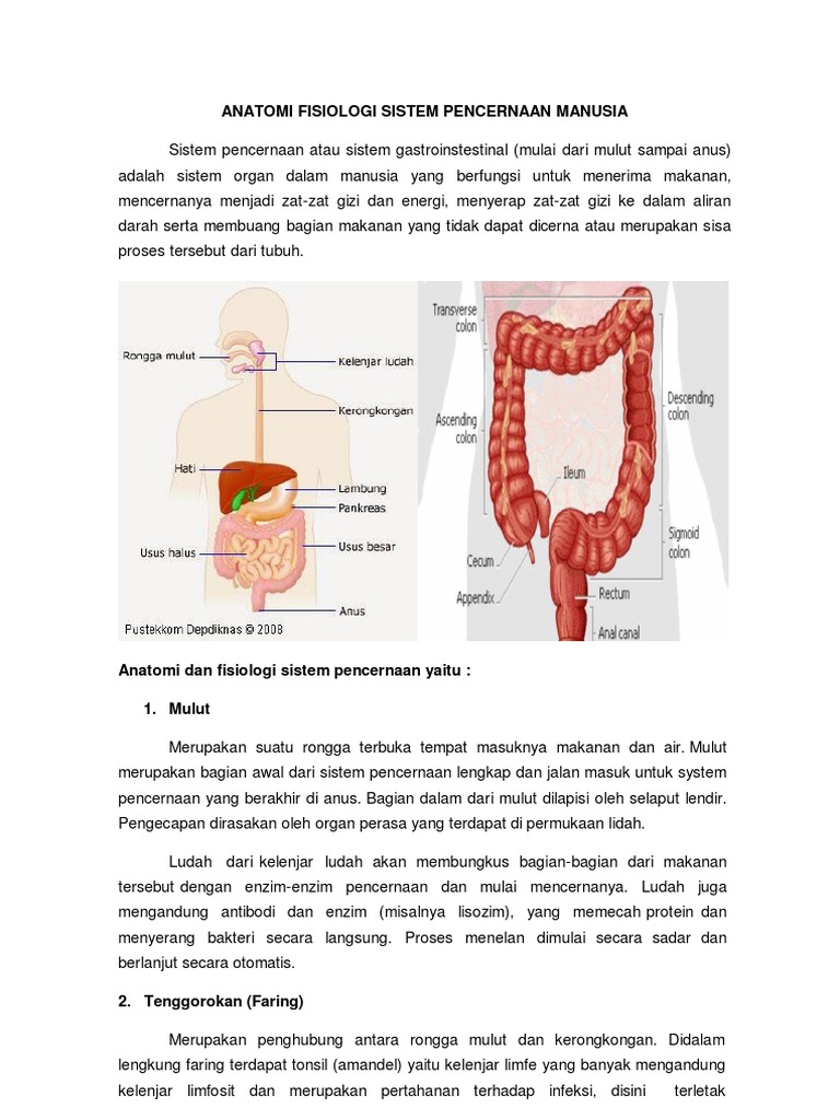 Anatomi Fisiologi Sistem  Pencernaan  Manusia Dan  Masalah 