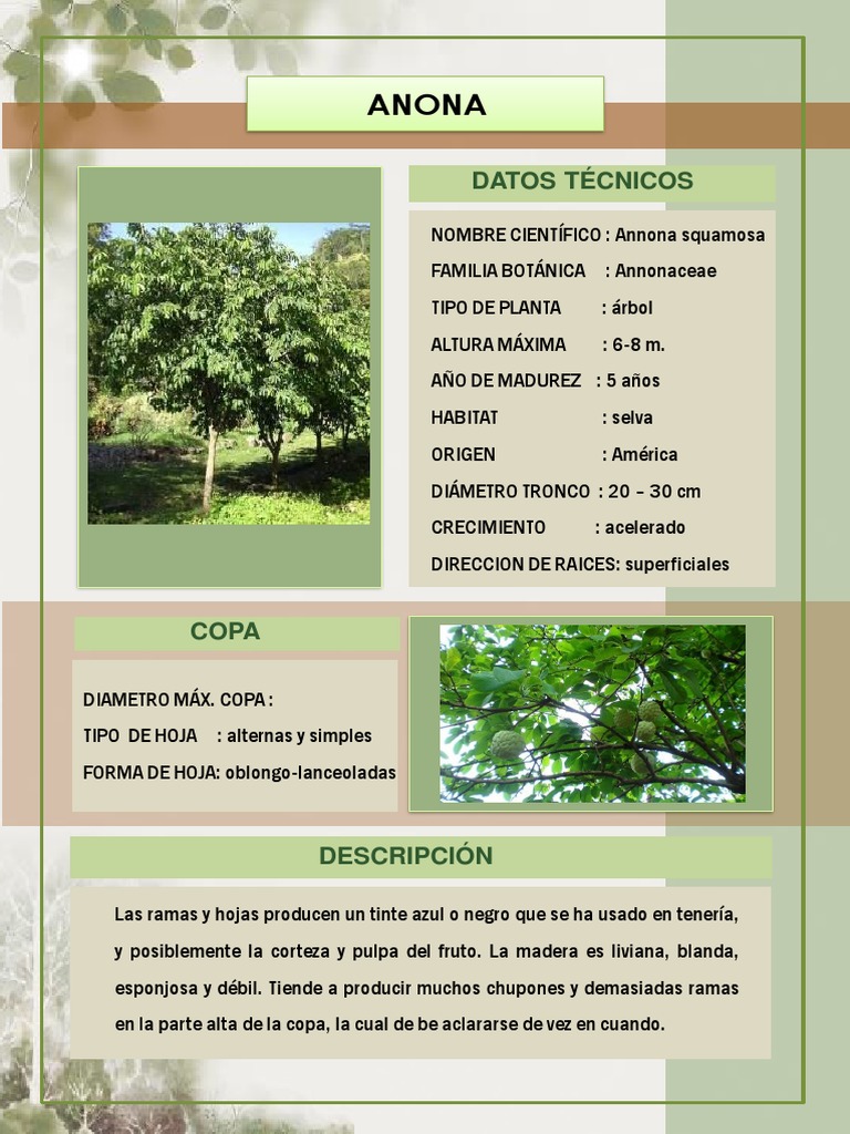 Árboles Frutales de La Selva | PDF | Arboles | Hoja